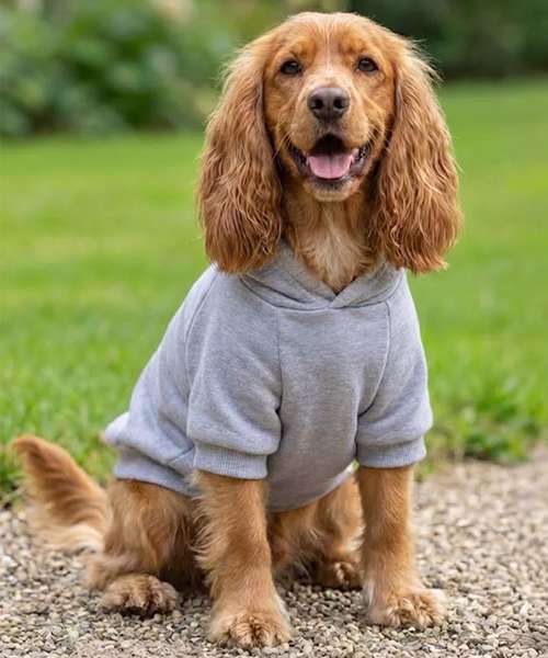 Dog’s hoodie